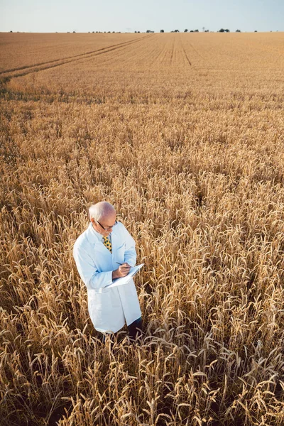 더 나은 수확을 위해 새로운 GMO 곡물을 현장에서 실험하는 과학자들 — 스톡 사진