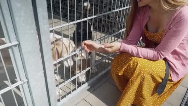 동물 보호 구역에서 입양 할 개를 찾고 있는 여자들 — 비디오