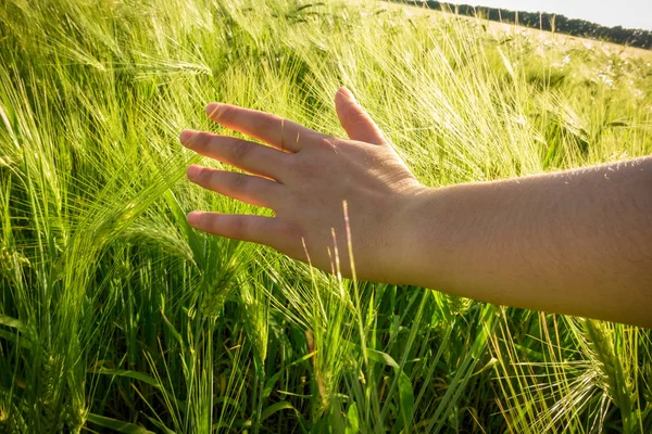 Niñas mano tocando las espigas verdes de trigo en el campo — Foto de Stock