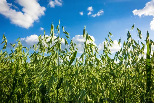 Campo verde con orejas de avena inmaduras — Foto de Stock