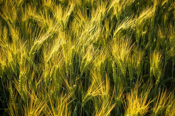 Campo com trigo não maduro, picos close-up — Fotografia de Stock