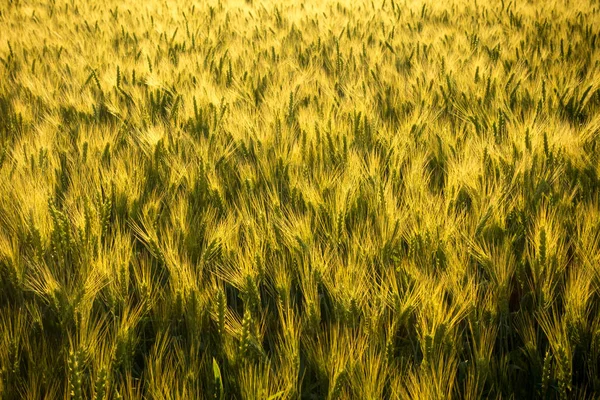Campo com trigo não maduro ao pôr do sol — Fotografia de Stock