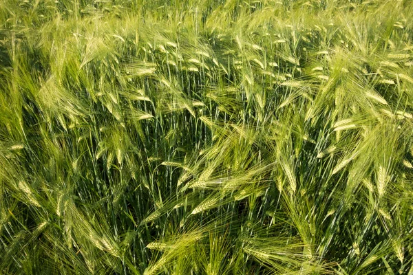 Зеленое поле с незрелой пшеницей — стоковое фото