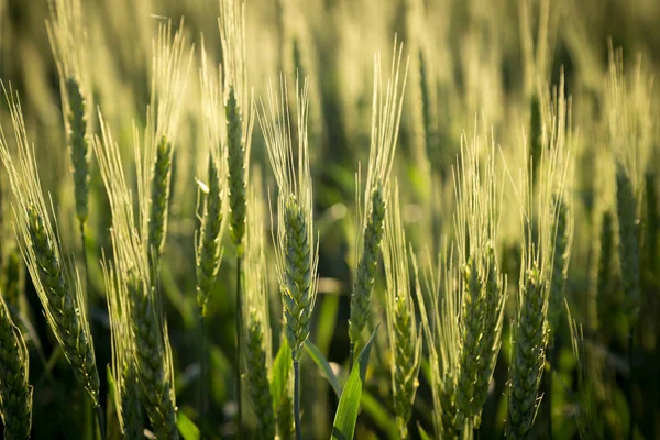 Поле с зеленой незрелой пшеницей, крупным планом — стоковое фото
