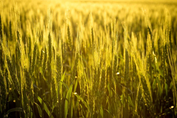 在日落, 特写与未成熟的小麦领域 — 图库照片