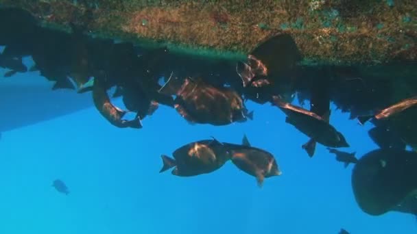 Podvodní Život Tropickými Rybami Krmení Pod Dolní Části Jachty Část — Stock video