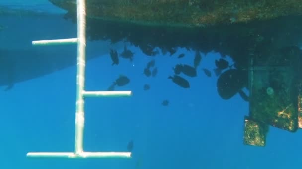 Tropical fish feeding under bottom of yacht — Stock Video