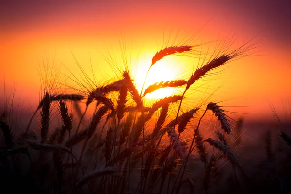 Silhouette von Weizenähren gegen Sonnenuntergang — Stockfoto