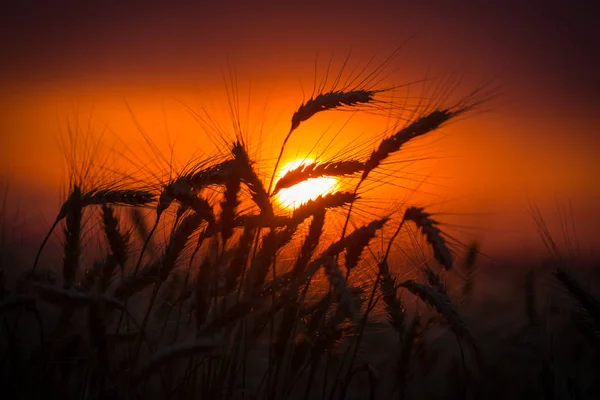 Silhouette von Weizenähren gegen Sonnenuntergang — Stockfoto