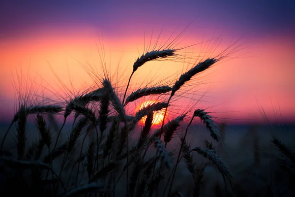 Silhouette of wheat ears against sunset — Stock Photo, Image