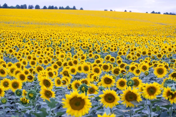 Feld mit vielen blühenden Sonnenblumen — Stockfoto