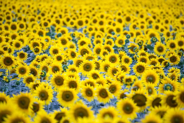 Field with plenty of blossoming sunflowers — Stock Photo, Image