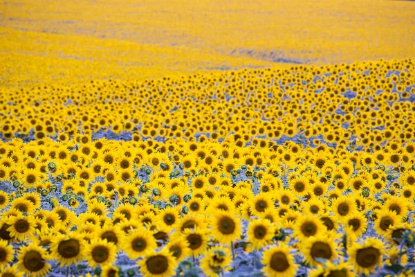 Campo con un montón de girasoles en flor — Foto de Stock