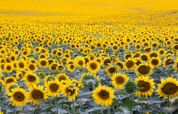 Field with plenty of blossoming sunflowers — Stock Photo, Image