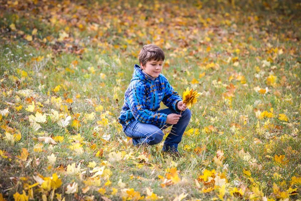 Il ragazzo su parco raccoglie il mazzo con foglie gialle — Foto Stock