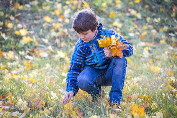 公園上の少年が黄色の葉の花束を収集します。 — ストック写真