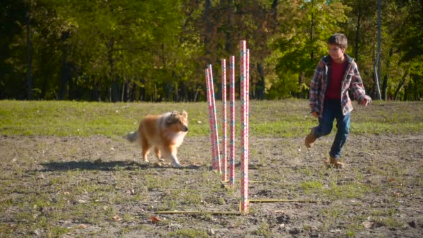 スラロームの敏捷性トレーニングでコリー犬と走っている少年 — ストック動画