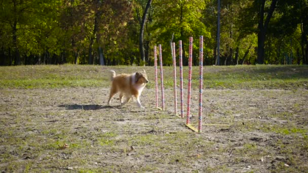 公園の敏捷性のトレーニングでスラロームを走っているコリー犬 — ストック動画