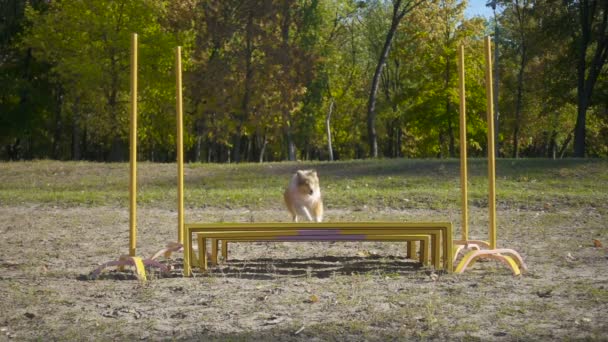 Collie perro saltar en obstáculo en la agilidad formación — Vídeo de stock