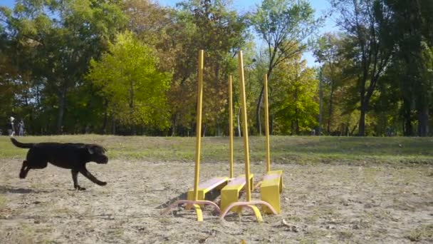 Zwarte labrador retriever springen op hindernis — Stockvideo