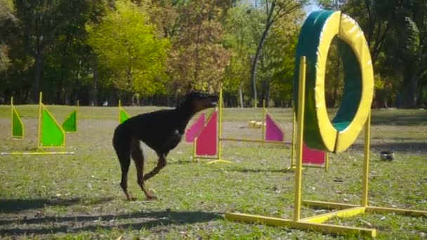 ドーベルマン犬の敏捷性トレーニングのリングでジャンプ — ストック動画