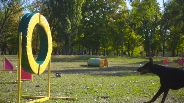 ドーベルマン犬の敏捷性トレーニングのリングでジャンプ — ストック動画