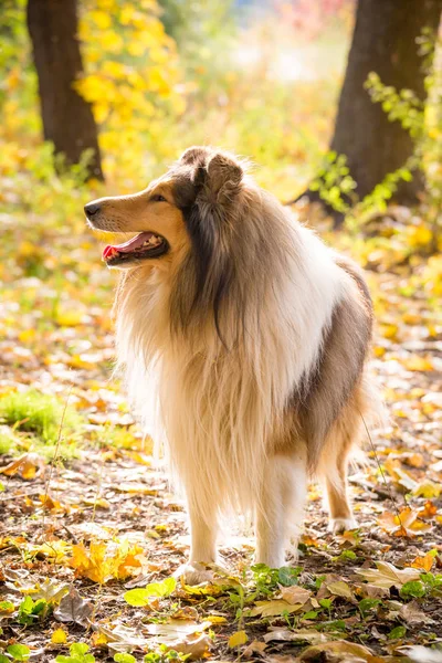 Collie cane in piedi sulla foresta autunnale — Foto Stock