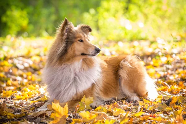 Collie pies leżącej na jesienny Las — Zdjęcie stockowe
