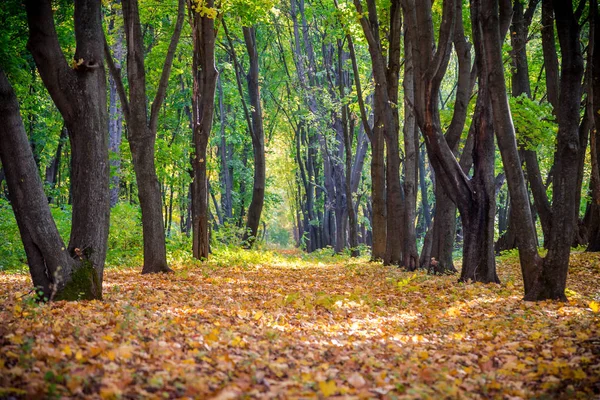 Aleja na jesień las z spadających liści — Zdjęcie stockowe