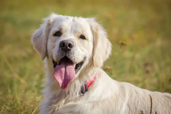 Ritratto di golden retriever, all'aperto — Foto Stock