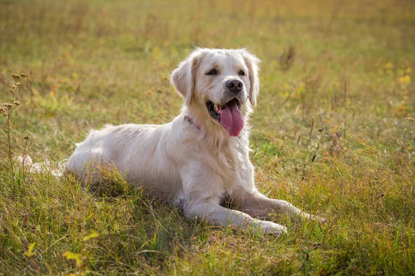 Golden retriever sdraiato sul campo — Foto Stock