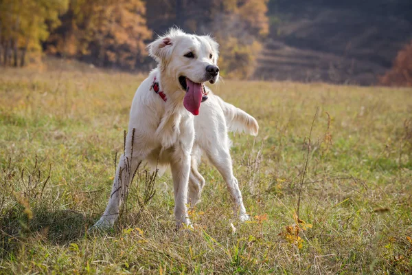 Golden retriever in piedi sul campo — Foto Stock