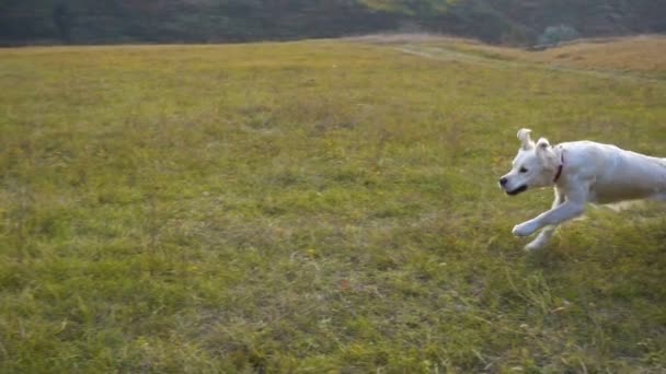 Golden retriever corriendo en el campo, cámara lenta — Vídeos de Stock