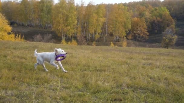 Golden retriever körs på fältet med avdragare — Stockvideo