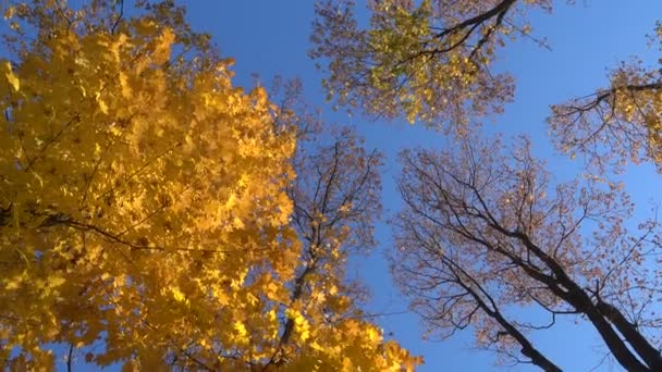 Rotating maple trees with falling leaves, high angle view — Stock Video