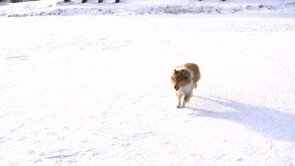 Collie perro corriendo en el campo de nieve — Vídeos de Stock