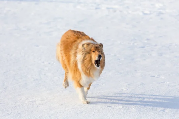 Barking cão collie correndo no campo de neve — Fotografia de Stock