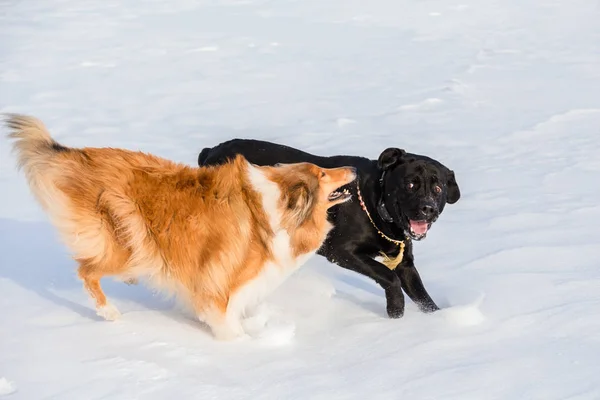 Две собаки играют вместе на зимнем снежном поле , — стоковое фото