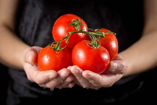 Red tomatoes in woman hands on black background — Stock Photo, Image
