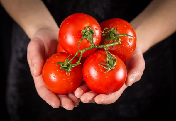 Red tomatoes in woman hands on black background — Stock Photo, Image