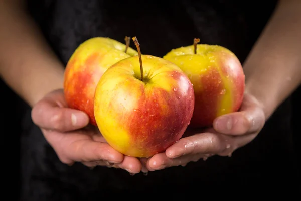 Manzanas rojas amarillas en manos de mujer sobre fondo negro —  Fotos de Stock