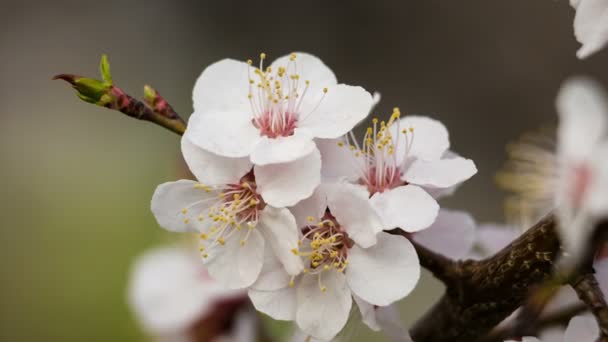 Closeup βερίκοκο λουλούδια σε κλαδί του δέντρου — Αρχείο Βίντεο