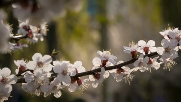 Abrikoos bloemen op de vertakking van de beslissingsstructuur, close-up — Stockvideo