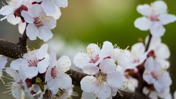 Абрикосові квіти на гілці дерева, крупним планом — стокове відео