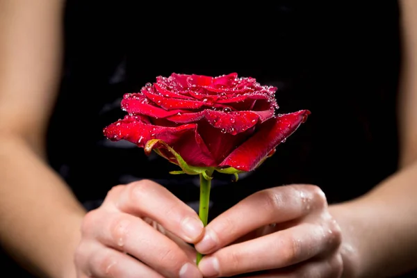Κορίτσια τα χέρια, κρατώντας υγρά το κόκκινο τριαντάφυλλο με σταγόνες — Φωτογραφία Αρχείου