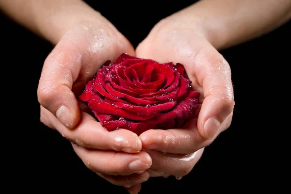 Τα χέρια κορίτσια που κατέχουν υγρό κόκκινο τριαντάφυλλο — Φωτογραφία Αρχείου