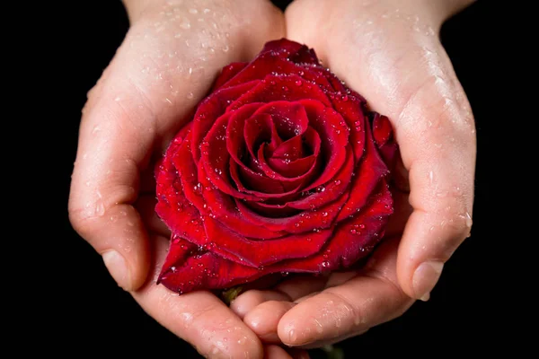 Τα χέρια κορίτσια που κατέχουν υγρό κόκκινο τριαντάφυλλο — Φωτογραφία Αρχείου
