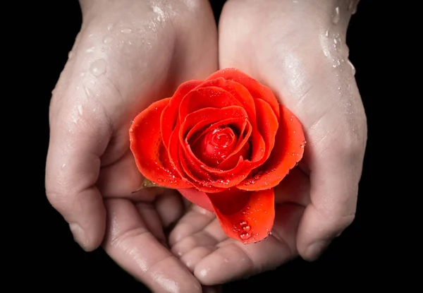 Κορίτσια παλάμες, κρατώντας υγρά ρουμπίνι-κόκκινο τριαντάφυλλο — Φωτογραφία Αρχείου