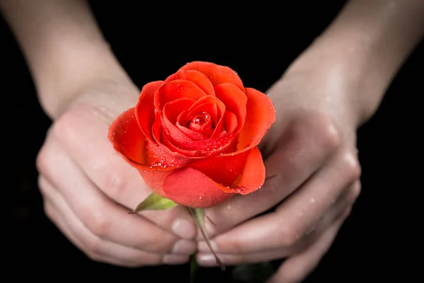 Κορίτσια τα χέρια κρατώντας υγρό ρουμπίνι-κόκκινο τριαντάφυλλο — Φωτογραφία Αρχείου