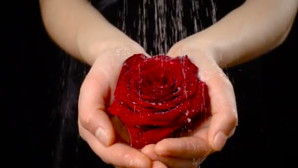 Meninas palmas segurando molhado vermelho rosa sob chuva, câmera lenta — Vídeo de Stock